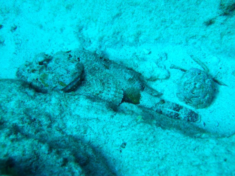 scorpionfish9.jpg