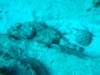 scorpionfish9_small.jpg