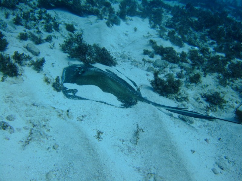 stingray2.jpg