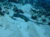 stingray2_small.jpg