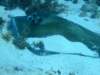stingray4_small.jpg