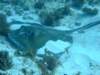 stingray5_small.jpg