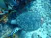 turtle4_small.jpg