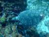 turtle5_small.jpg