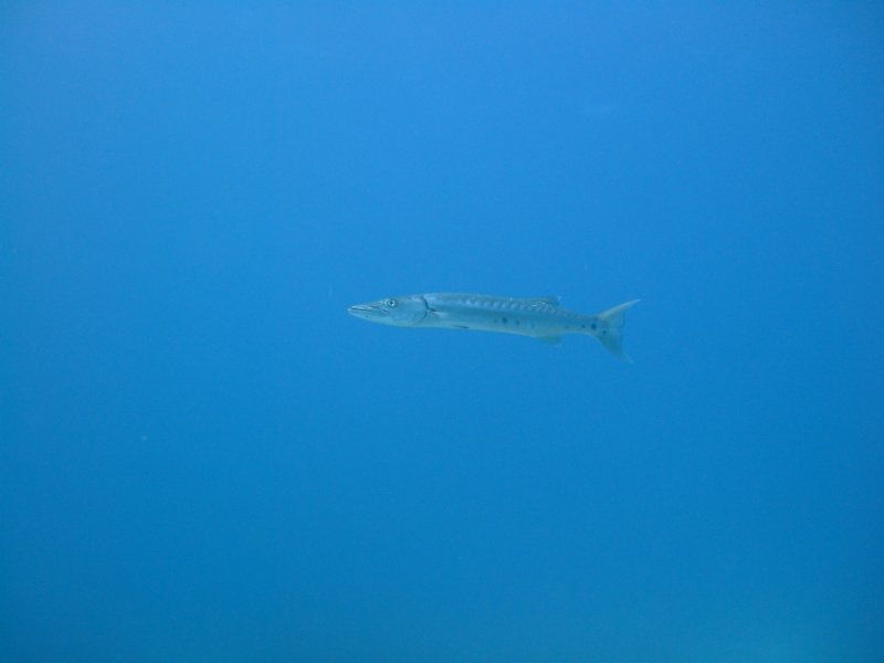 barracuda.jpg