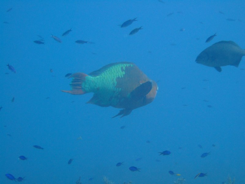 colossusparrotfish.jpg