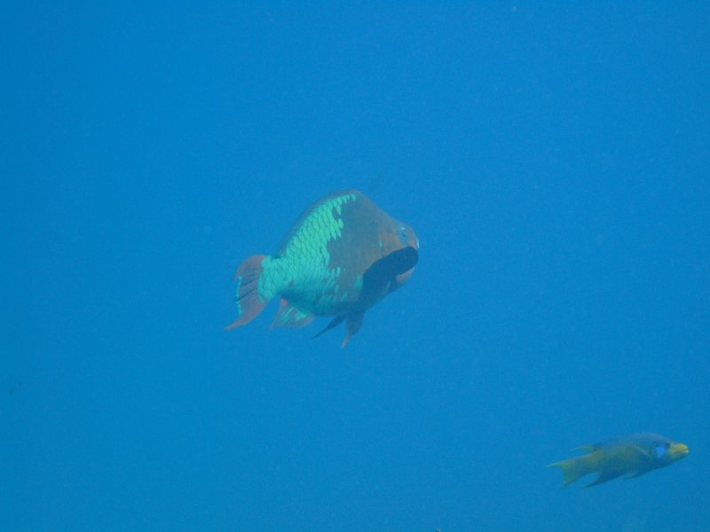 giantparrotfish.jpg