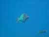 giantparrotfish_small.jpg