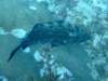 grouper_small.jpg