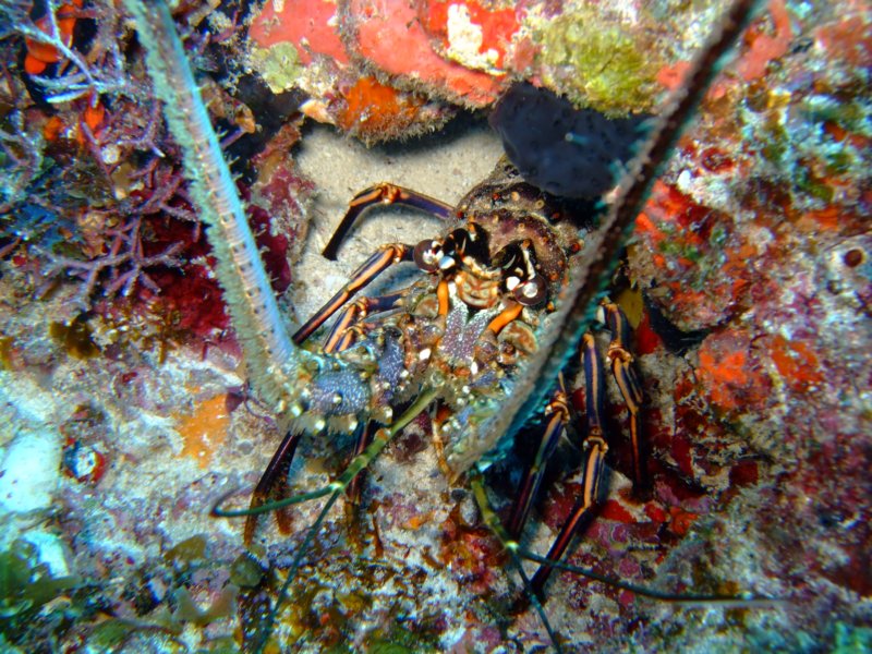 lobstergoodcolors.jpg