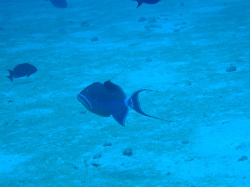 queentriggerfish.jpg