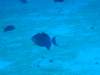 queentriggerfish_small.jpg