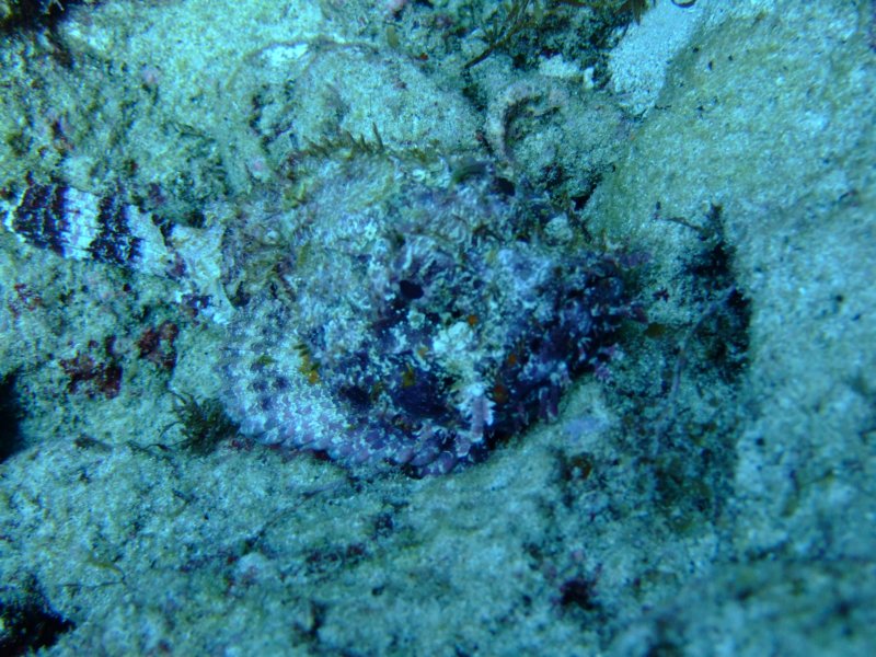 scorpionfish2.jpg