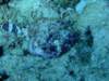 scorpionfish2_small.jpg