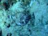 scorpionfish3_small.jpg