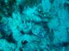 scorpionfish4_small.jpg