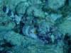 scorpionfish_small.jpg