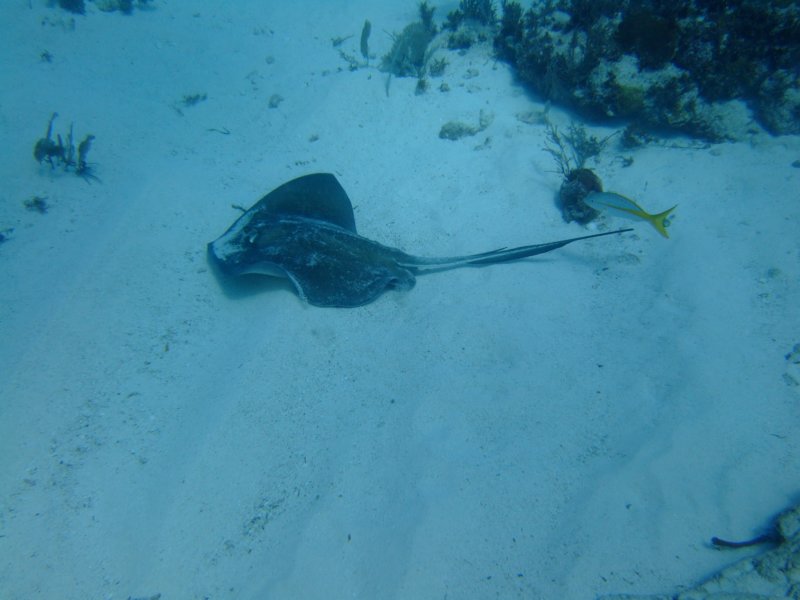 southernstingray.jpg