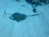 southernstingray2_small.jpg