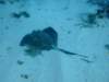 southernstingray3_small.jpg