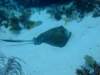southernstingray4_small.jpg
