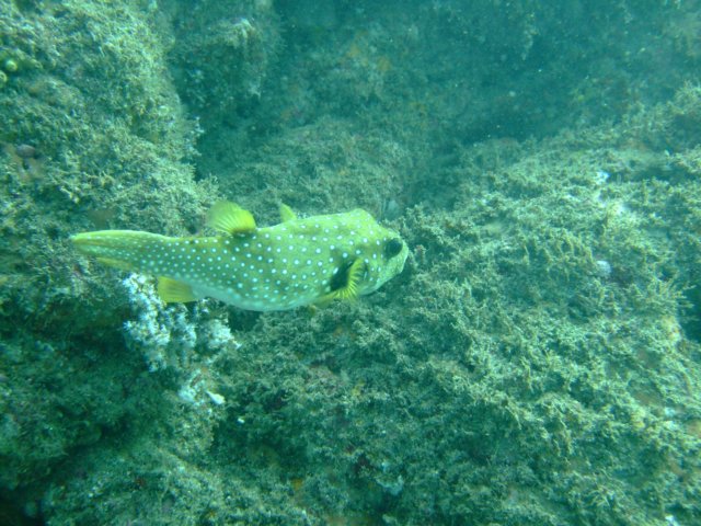 dscf0336.jpg