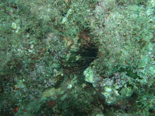 dscf0384.jpg