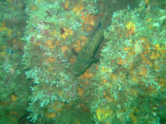 dscf0583.jpg