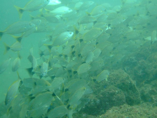 dscf0594.jpg