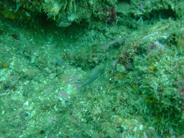 dscf0599.jpg