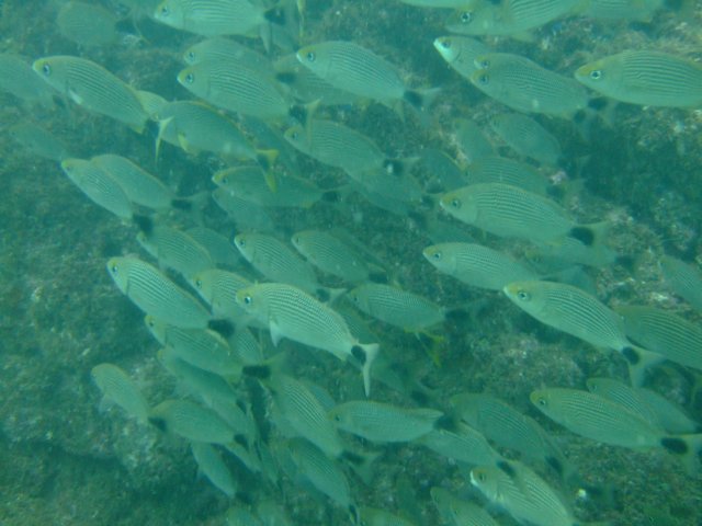 dscf0607.jpg