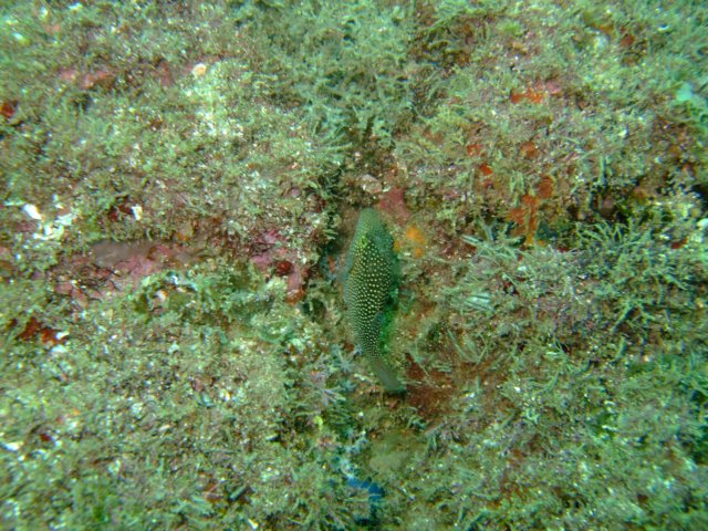 dscf0616.jpg