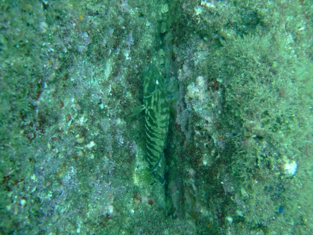 dscf0638.jpg