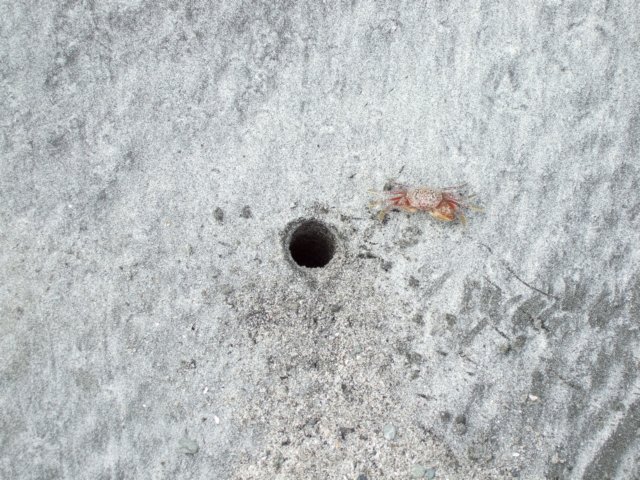 dscf0694.jpg