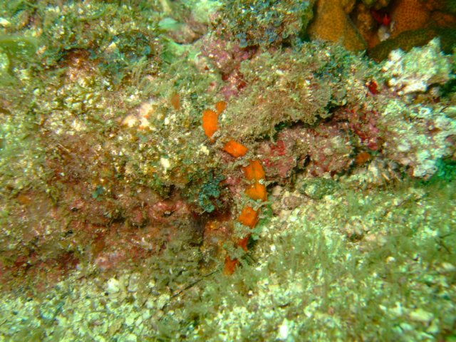 dscf0711.jpg
