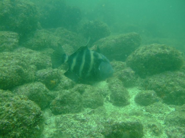 dscf0726.jpg