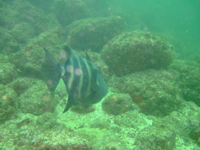 dscf0727.jpg