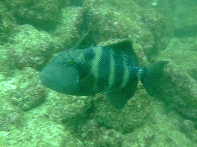 dscf0729.jpg