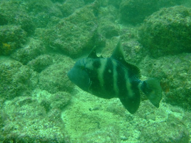 dscf0730.jpg