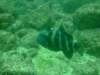 dscf0730_small.jpg
