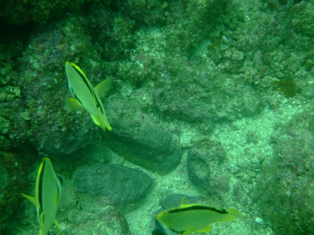 dscf0734.jpg
