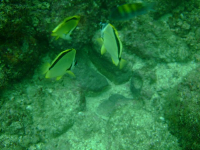 dscf0735.jpg