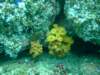 dscf0981_small.jpg