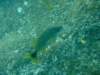 dscf0997_small.jpg