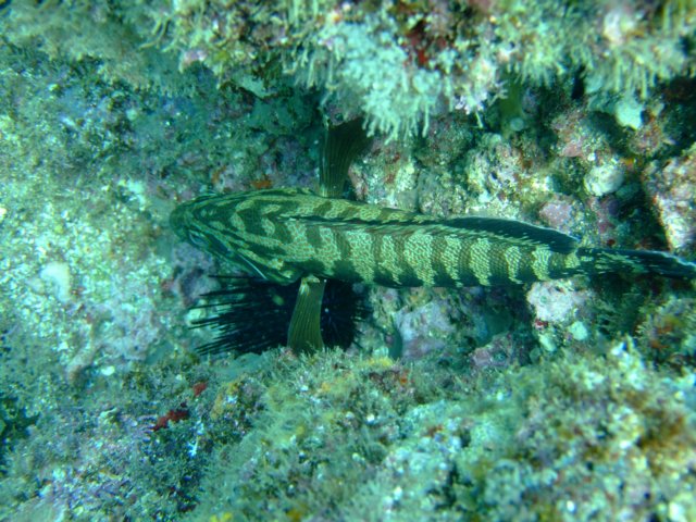 dscf1055.jpg