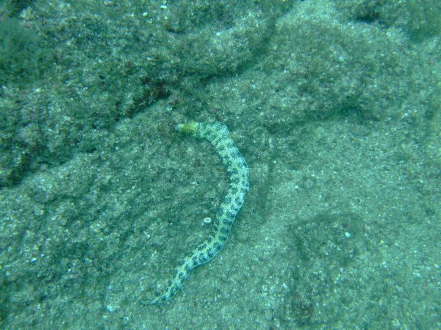 dscf0111.jpg