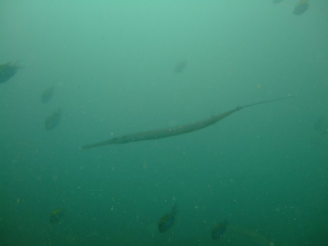 dscf0155.jpg