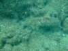 dscf0163_small.jpg