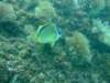 dscf0188_small.jpg