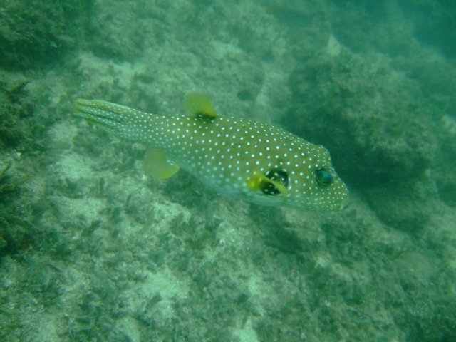 dscf0217.jpg